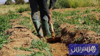 تدعم السياسة المائية مرونة الأنشطة الزراعية في مواجهة الجفاف في المغرب