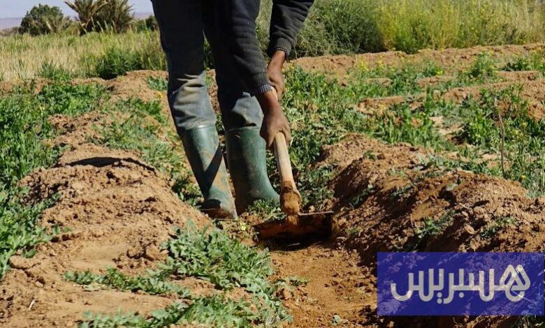 تدعم السياسة المائية مرونة الأنشطة الزراعية في مواجهة الجفاف في المغرب