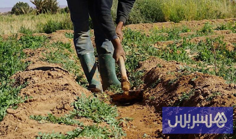 تدعم السياسة المائية مرونة الأنشطة الزراعية في مواجهة الجفاف في المغرب