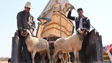 "سيمفونية خروف العيد!"... العلاقة بين الشباب المغربي والطقوس الموروثة