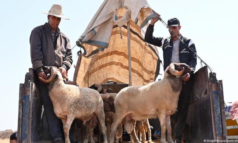 "سيمفونية خروف العيد!"... العلاقة بين الشباب المغربي والطقوس الموروثة