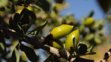 إن المناظر الطبيعية والتقاليد والمجتمعات المحلية في المغرب كلها عوامل وراء شجرة الأرغان وزيتها