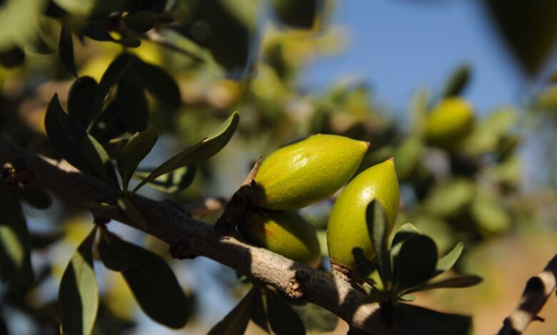 إن المناظر الطبيعية والتقاليد والمجتمعات المحلية في المغرب كلها عوامل وراء شجرة الأرغان وزيتها
