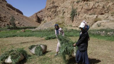 AFP__20250830__72WD63E__v3__HighRes__المغرب الزراعة اقتصاد المرأة الريفية.jpg