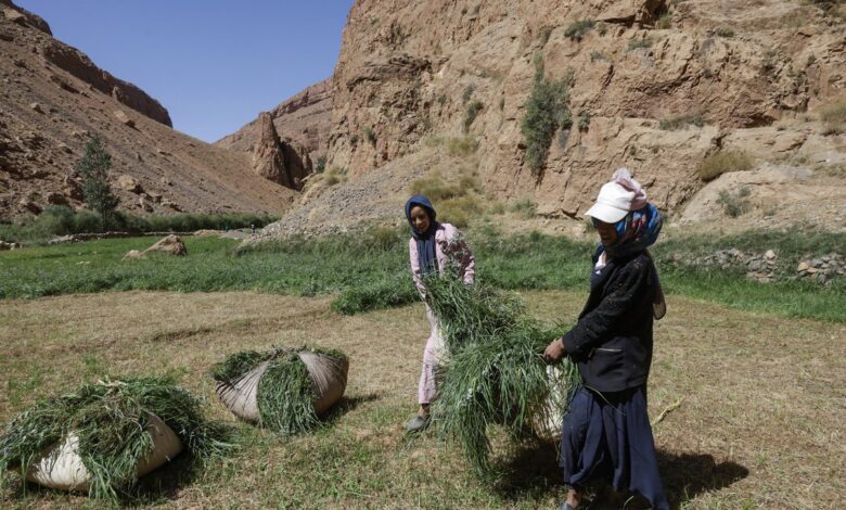 AFP__20250830__72WD63E__v3__HighRes__المغرب الزراعة اقتصاد المرأة الريفية.jpg