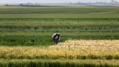 تقرير: على الرغم من التقدم الزراعي، يواجه المغرب تحديات معقدة في ضمان الأمن الغذائي