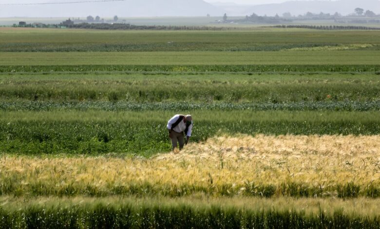تقرير: على الرغم من التقدم الزراعي، يواجه المغرب تحديات معقدة في ضمان الأمن الغذائي