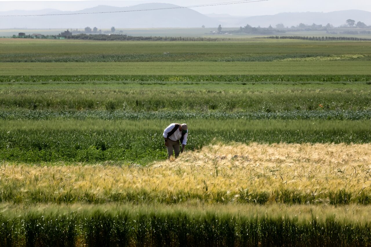 تقرير: على الرغم من التقدم الزراعي، يواجه المغرب تحديات معقدة في ضمان الأمن الغذائي